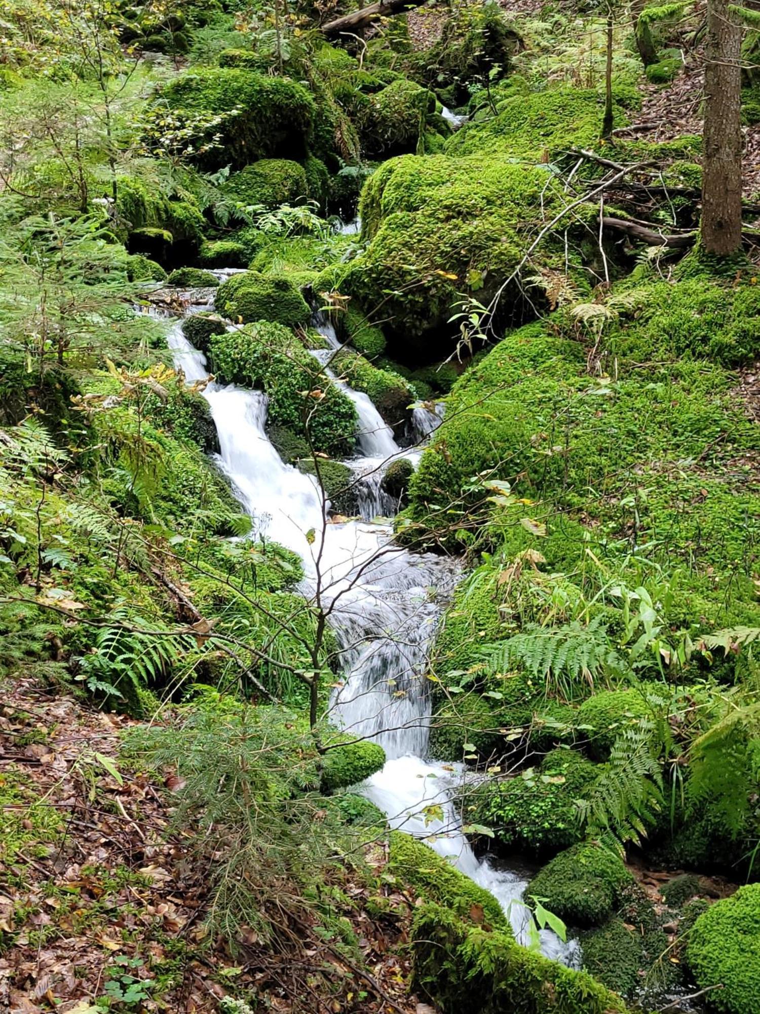 Blick In Den Garten Holzschlag エクステリア 写真